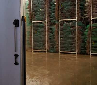Cella frigo - bancali piante